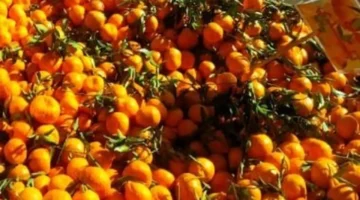 قائمة الأسعار الجديدة.. تحديثات سوق الفاكهة في محافظة الأقصر خلال تعاملات الأربعاء